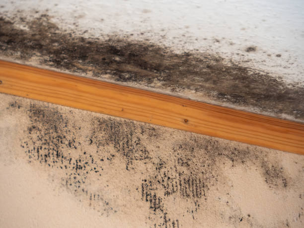 Best Mold Documentation for Insurance Claims  in Geva, NE
