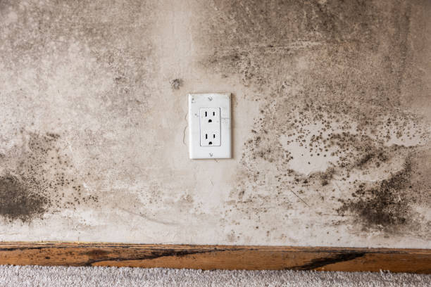 Mold Documentation for Insurance Claims in Geneva, NE
